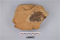 藏品(植物化石)的圖片